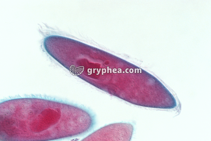 Paramécie x100 - gryphea.org